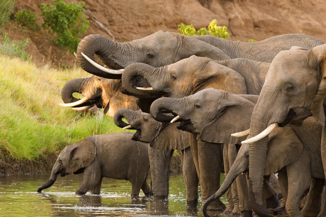 Wild Africa Fund calls for prioritisation of elephants in unprotected areas